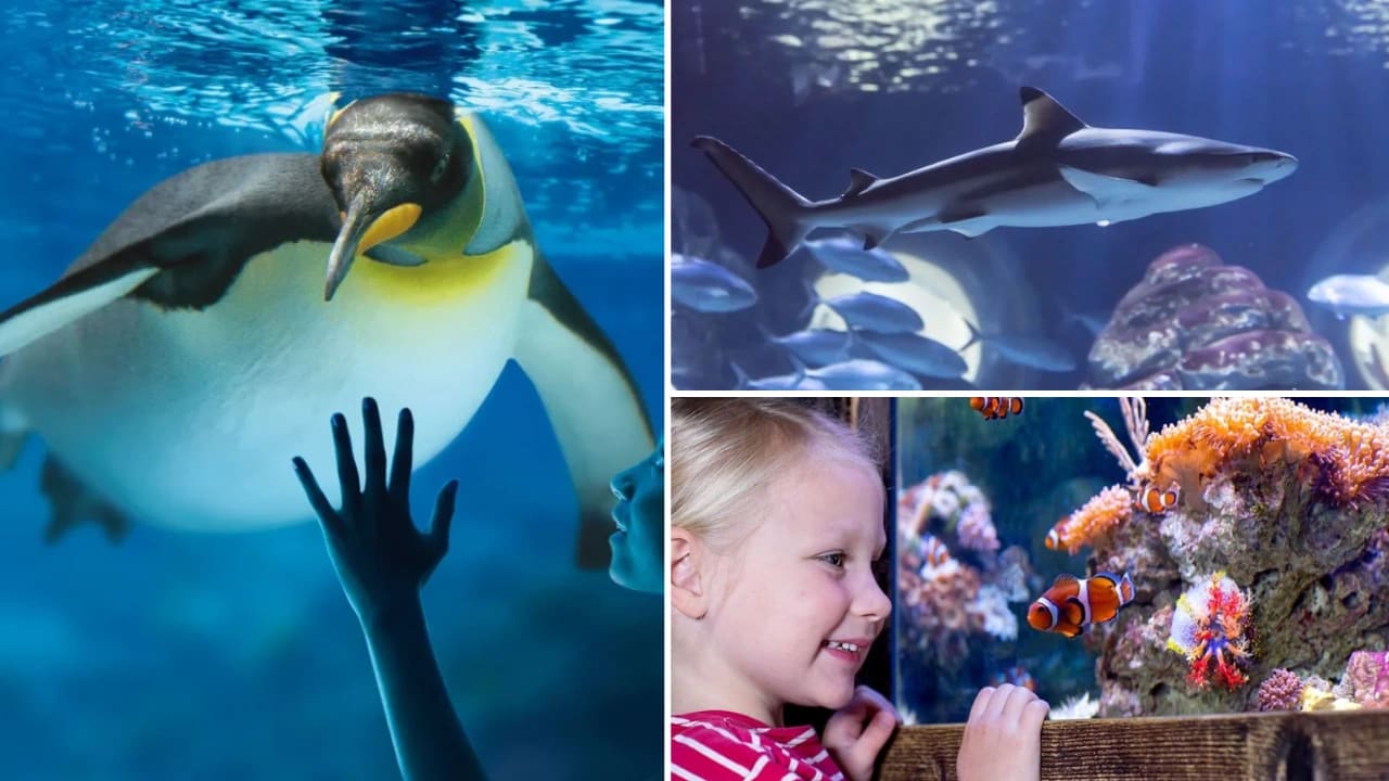 billet-aquarium-sea-life