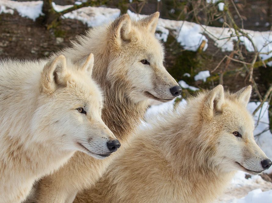 PARC ANIMALIER DE SAINTE-CROIX