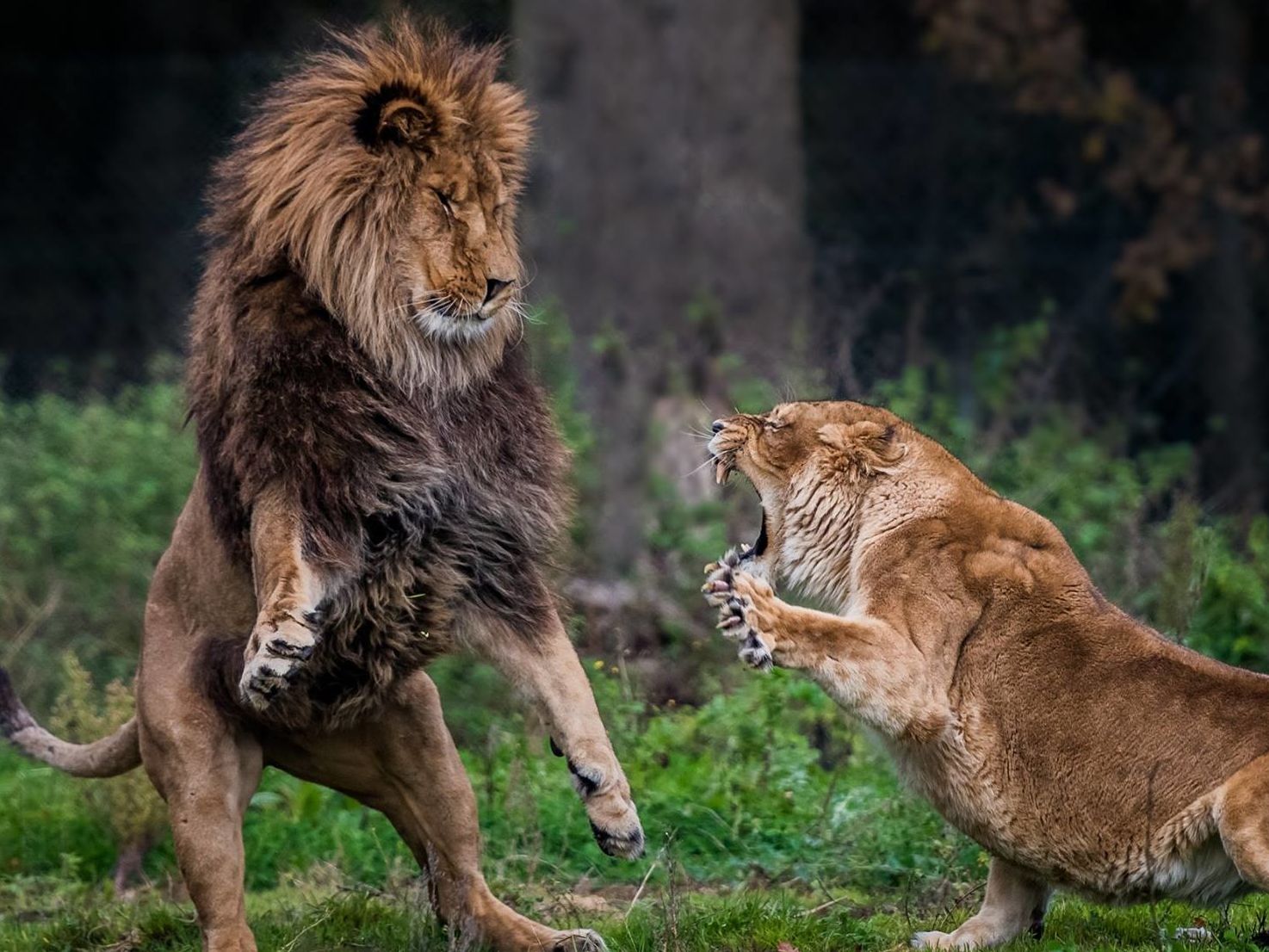 ZOO DU BOIS D'ATTILLY