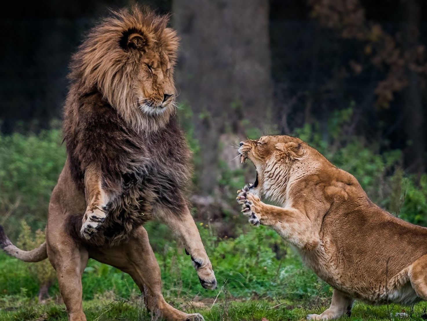 ZOO DU BOIS D'ATTILLY