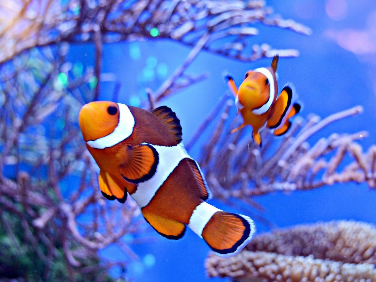 AQUARIUM ONIRIA - CANET-EN-ROUSSILLON