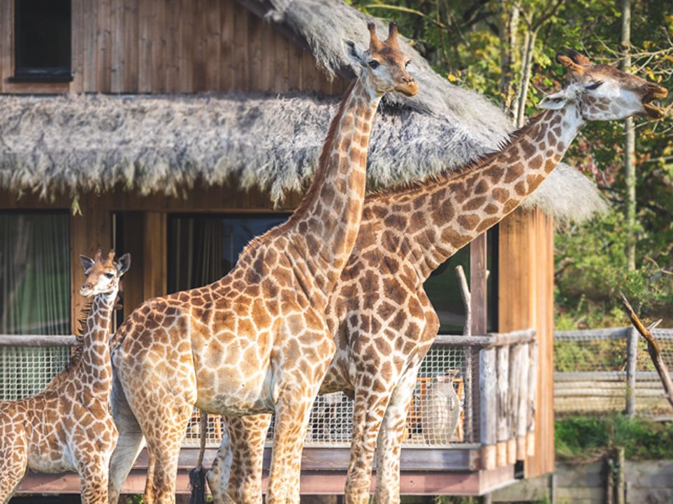 PEINTURE MAGIQUE PARC ANIMALIE