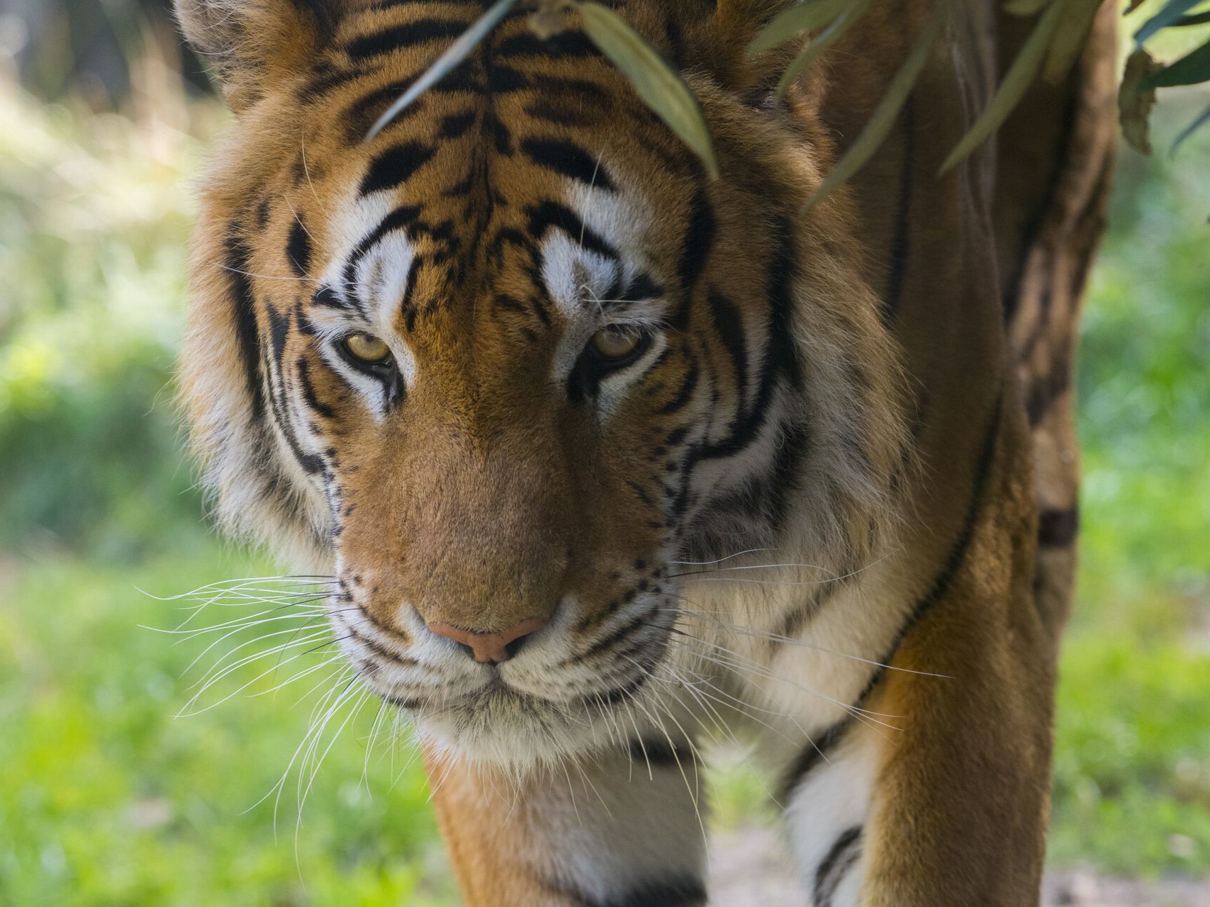 PARC ZOOLOGIQUE D'AMNÉVILLE