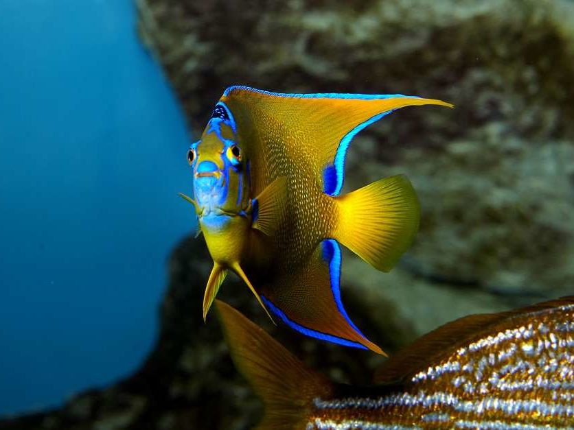 GRAND AQUARIUM SAINT-MALO