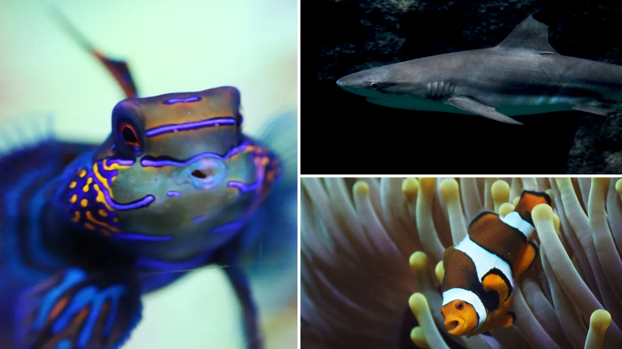 Aquarium de Lyon