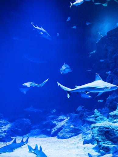 requins aquarium