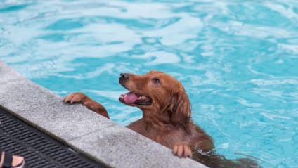 Les animaux sont-ils acceptés au sein d’un parc aquatique ?