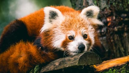 Quel est le zoo le plus beau de France ?