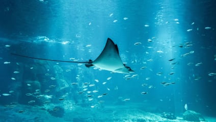 Quel est le plus grand aquarium de France ?