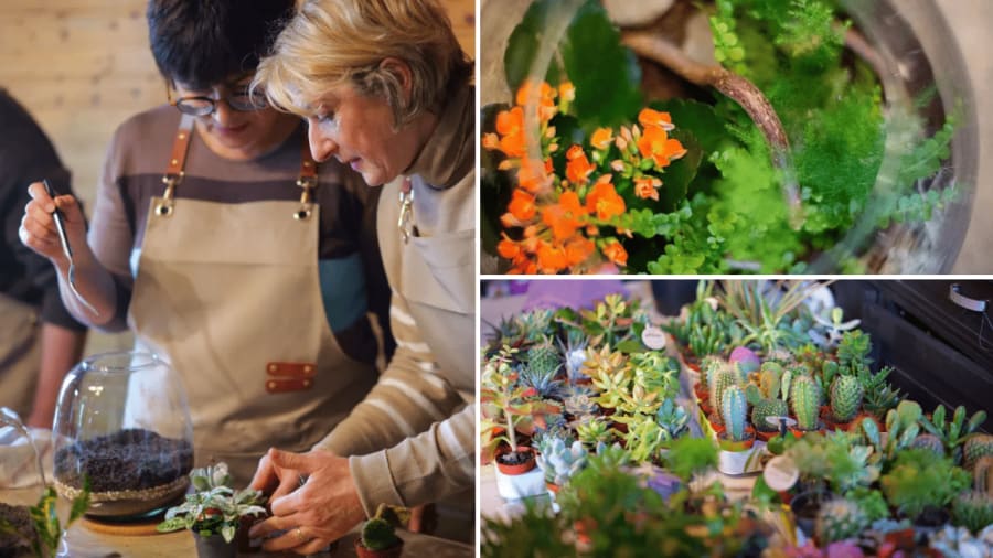 Atelier terrarium