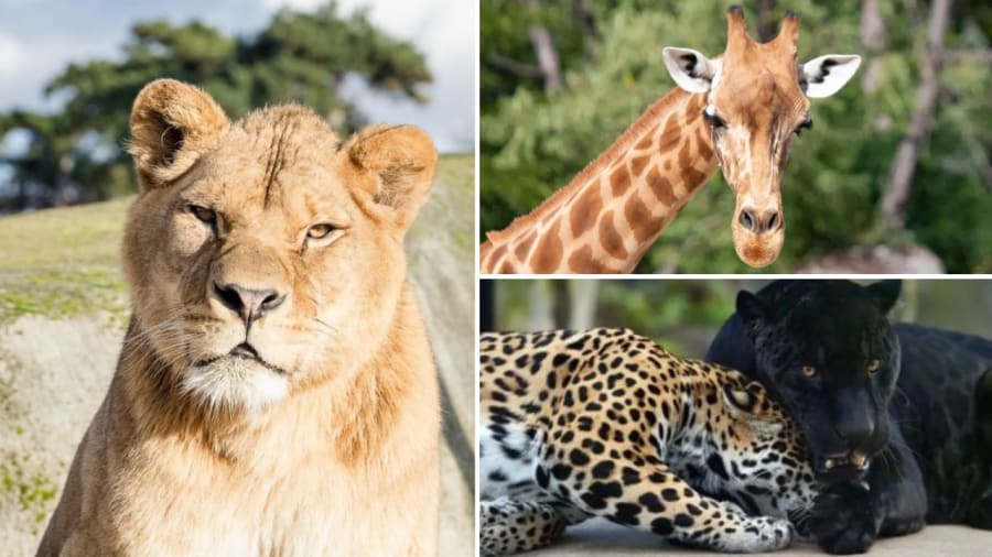 billet-coupe-fil-parc-zoologique