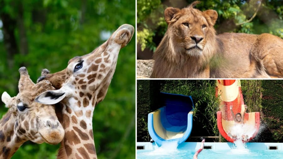 Touroparc Zoo