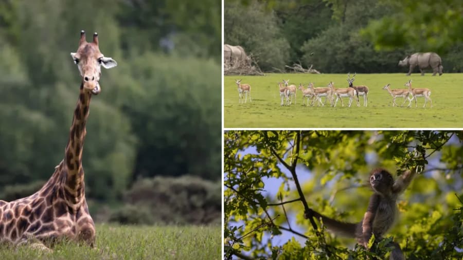 billet-parc-animalier-branfere