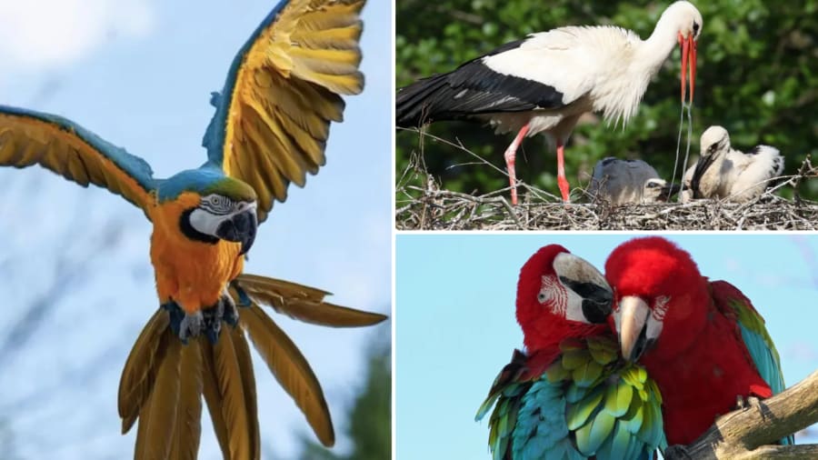 Parc des Oiseaux