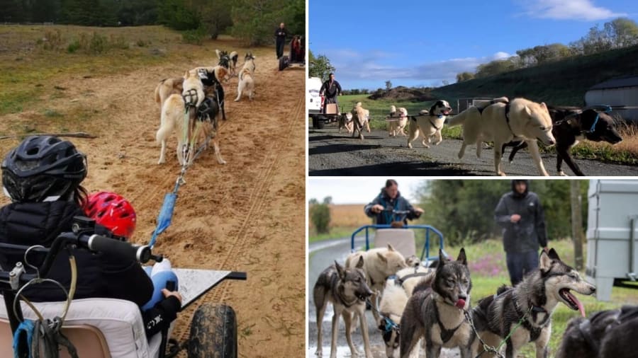Cani-kart