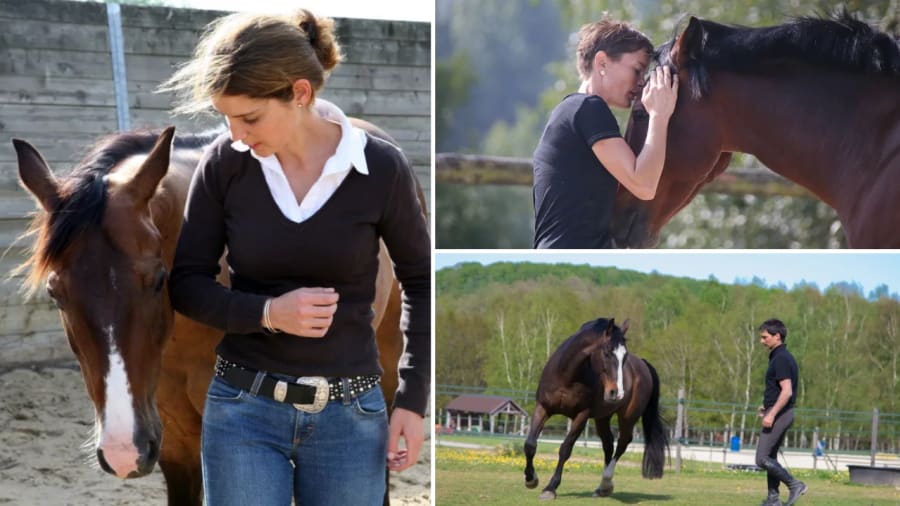 Chuchoteurs de chevaux