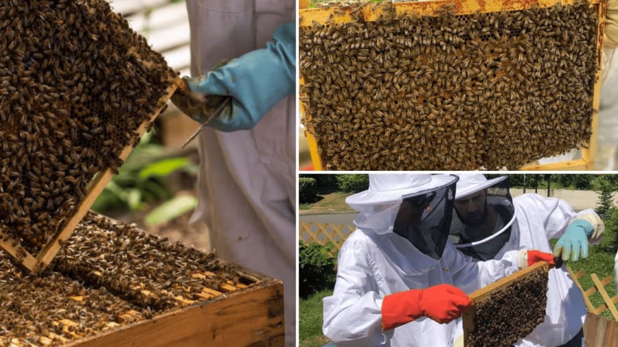 stage-apiculture