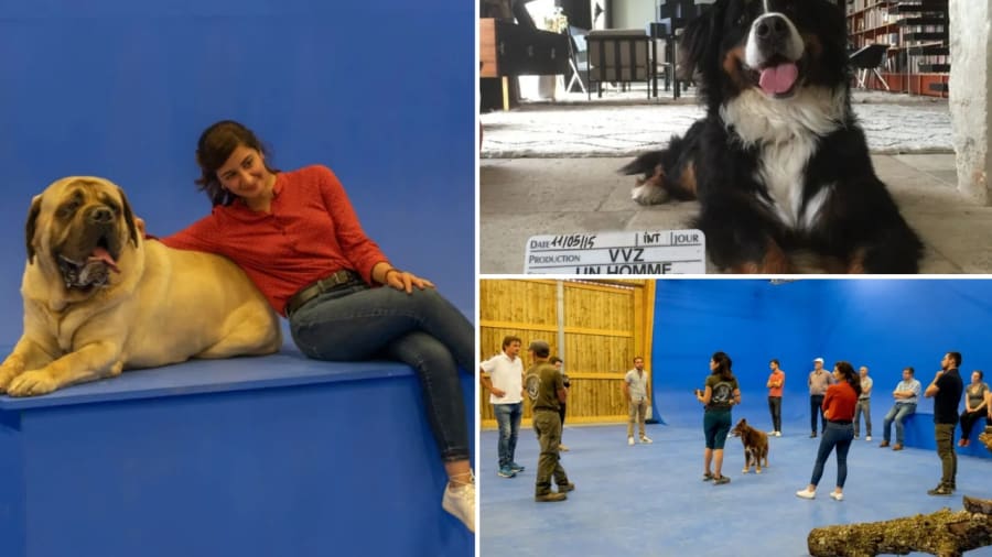 chiens star du cinéma