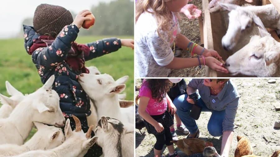 Visite ferme pédagogique