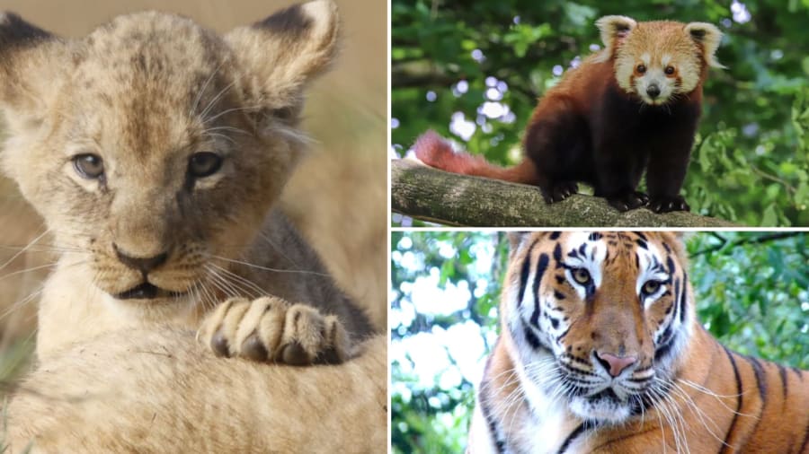 parc zoo