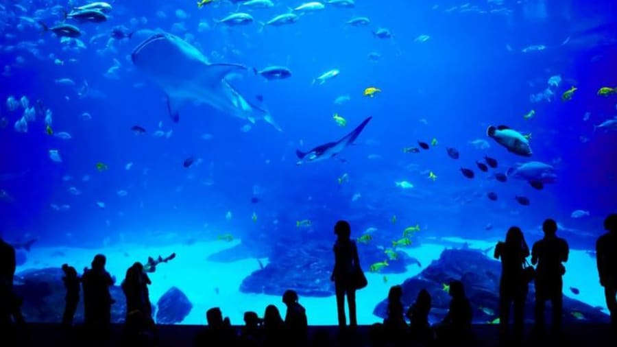 Découvrez les merveilles sous-marines au Grand Aquarium de Saint-Malo