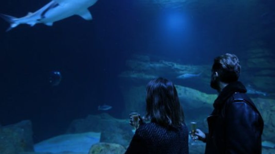 Est-ce que les aquariums programment des visites guidées ?