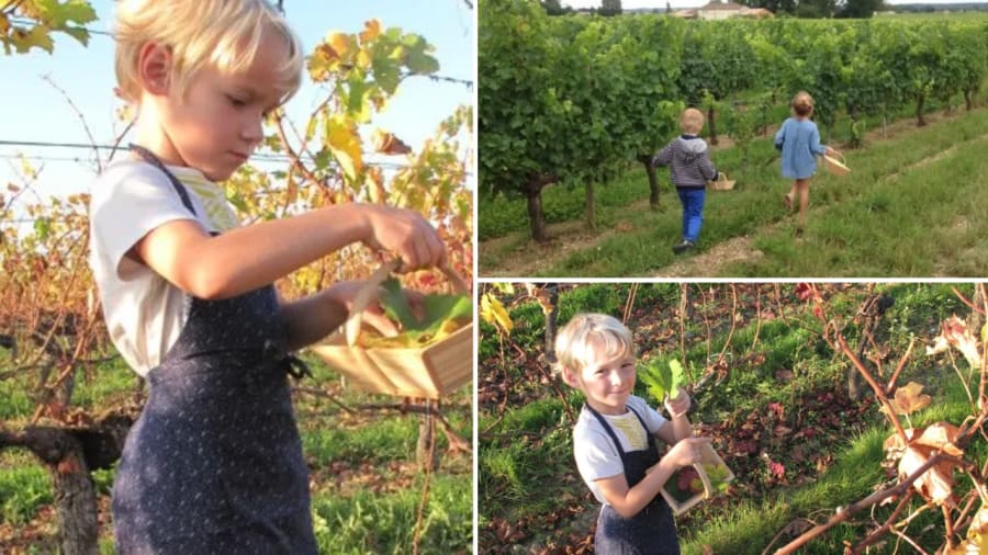apprenti vigneron
