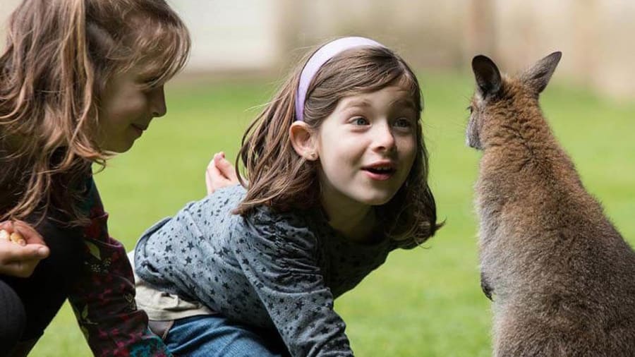 Une sortie au parc animalier et botanique de Branféré (56)​