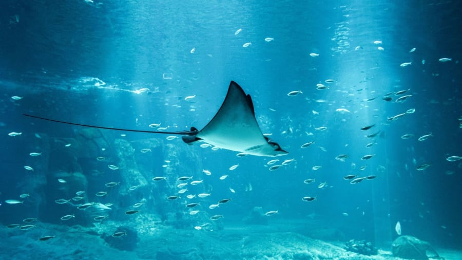 Quel est le plus grand aquarium de France ?