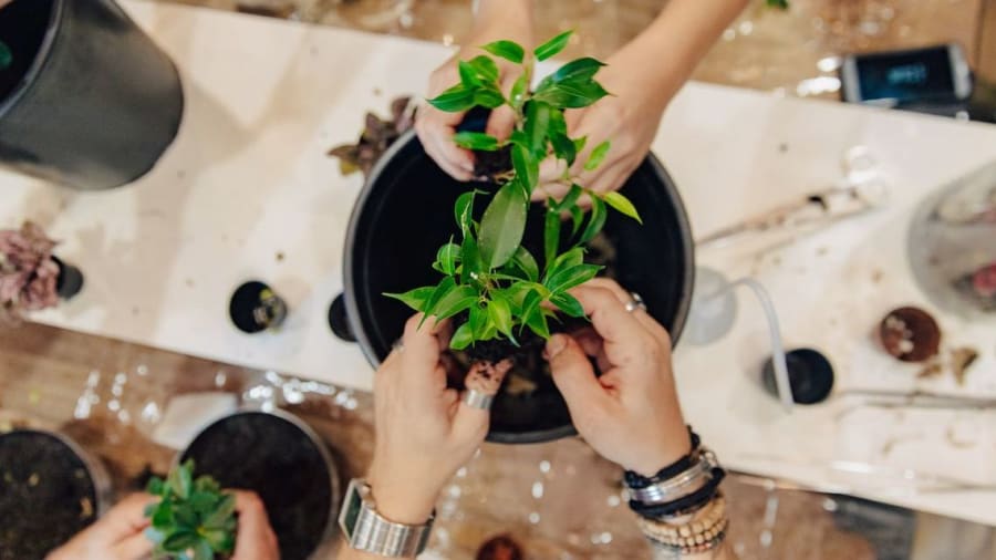 Offrez une part de nature avec cet atelier terrarium