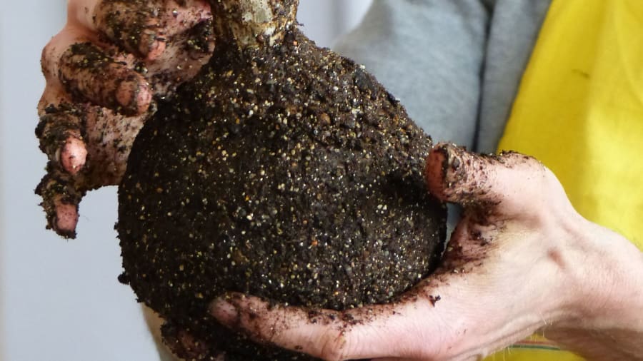 Créez votre kokedama pour embellir votre intérieur pendant l'hiver