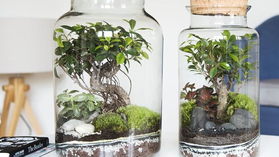 Reconnectez vous à la nature lors de cet atelier terrarium