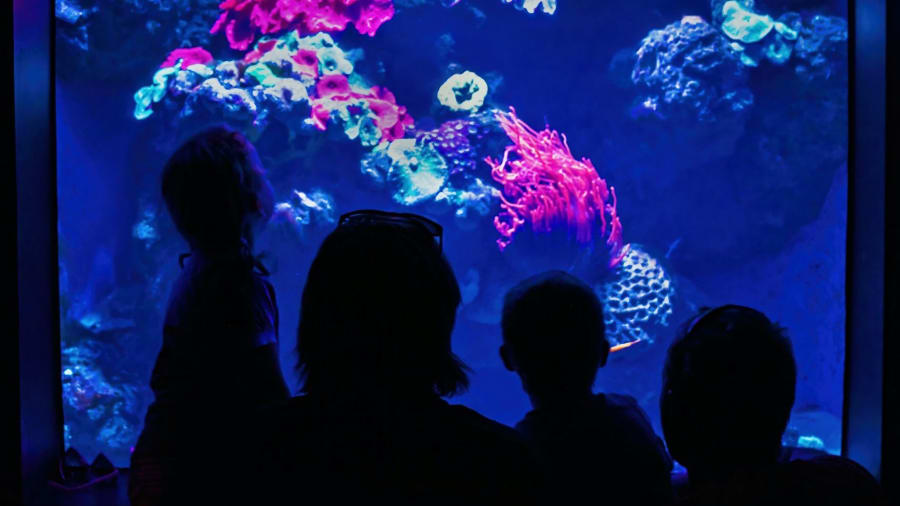 Profitez du musée océanographique de Monaco