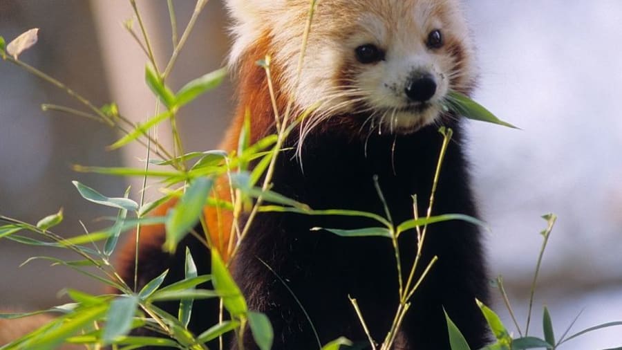 Billet coupe-file pour le Zoo du Jardin des Plantes