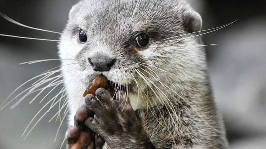Opter pour une sortie au zoo avec ses enfants dans le Calvados