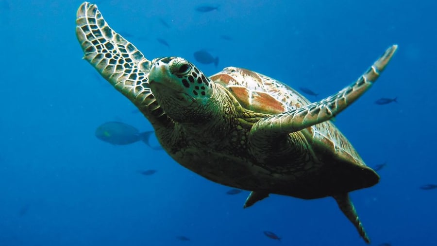 Se retrouver dans l’océan à l’aquarium Sea Life en Seine-et-Marne