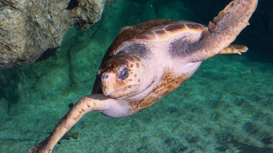 Découvrir les merveilles aquatiques au Musée océanographique de Monaco