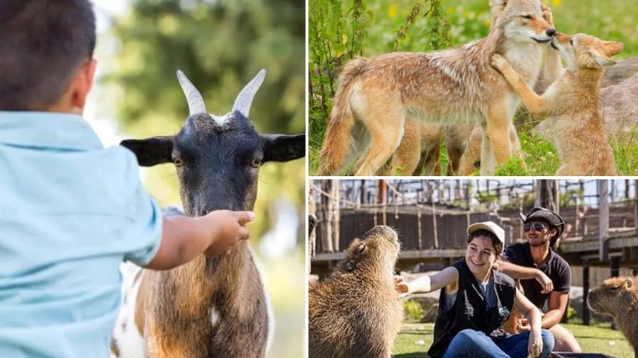 Zoos & Parcs Animaliers