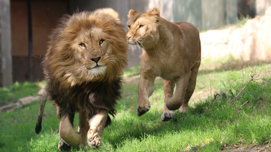 Quels sont les animaux à voir dans un zoo ?