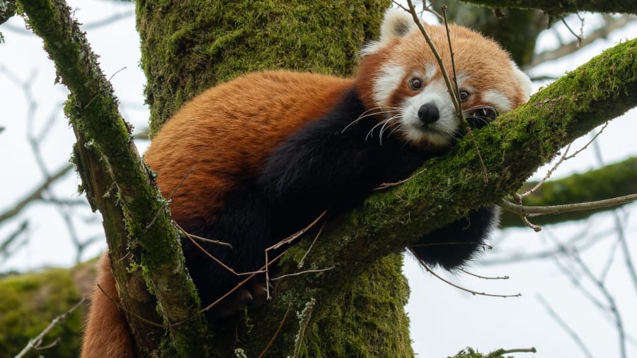 Une rencontre inédite avec les animaux aux Terres de Nataé (56)