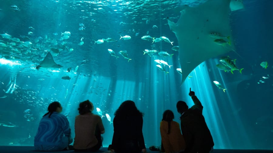 Pourquoi visiter un aquarium ?