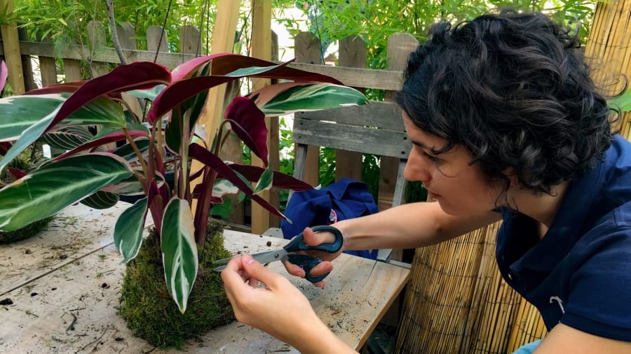 Un atelier kokedama pour les amateurs de nature et pour les créateurs dans l'âme