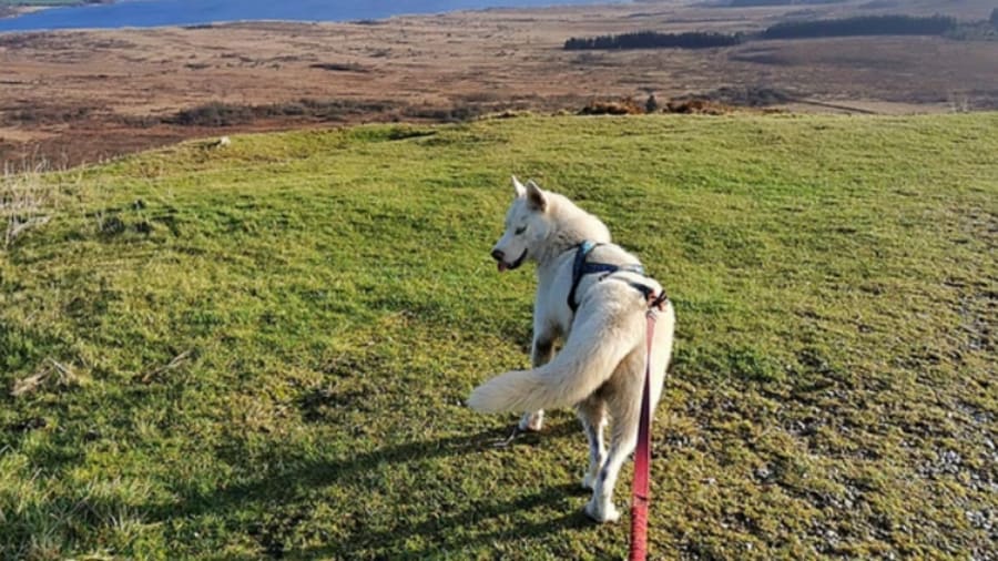 Partez en rando avec des chiens aux Monts D’Arrée