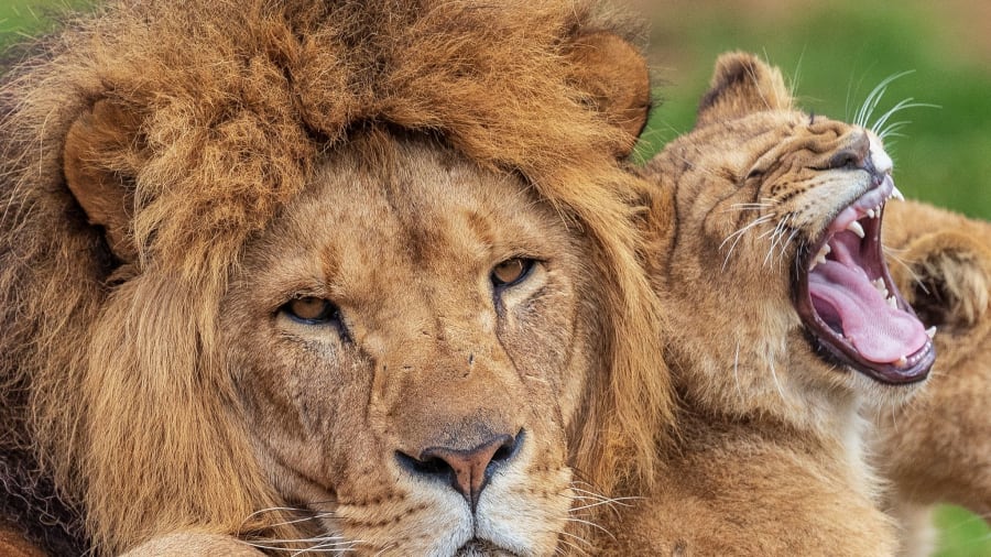 Billets pour le Zoo African Safari