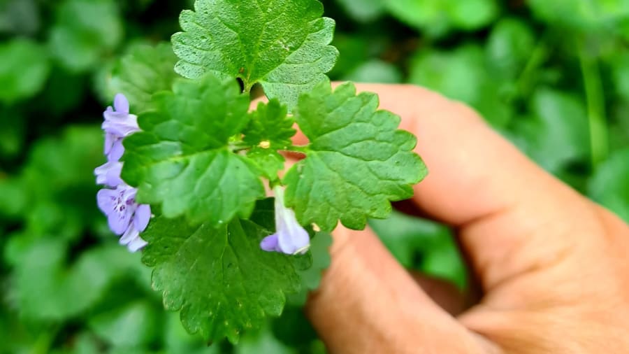 Balade dégustation de plantes sauvages et apéro à Paris (94)