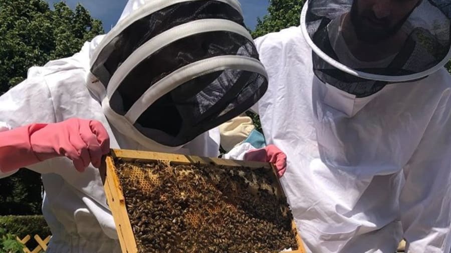 Initiation à l'apiculture et à la dégustation du miel