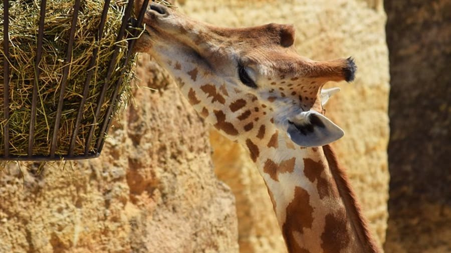 Billet pour le BioParc de Doué-la-Fontaine