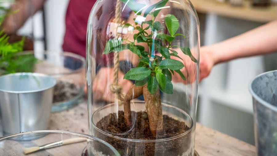 Mettez les mains dans la terre pendant un atelier terrarium à Caluire-et-Cuire