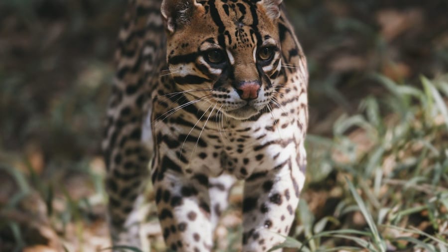 Billet pour le Zoo de Guadeloupe