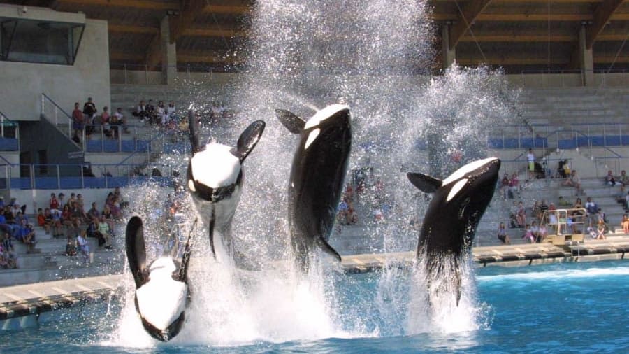Une journée en famille à Marineland d’Antibes